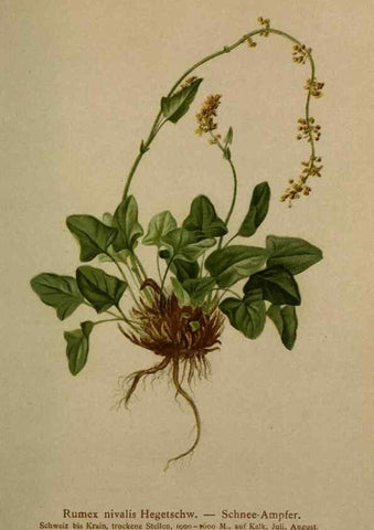 Reproducción/Reproduction 10424293806: Atlas der Alpenflora /. Wien :Eigenthum und Verlag des Deutschen und Oesterr. Alpenvereins,1882.