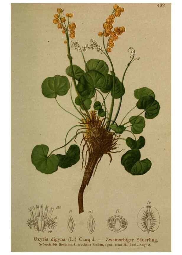 Reproducción/Reproduction 10424308495: Atlas der Alpenflora /. Wien :Eigenthum und Verlag des Deutschen und Oesterr. Alpenvereins,1882.