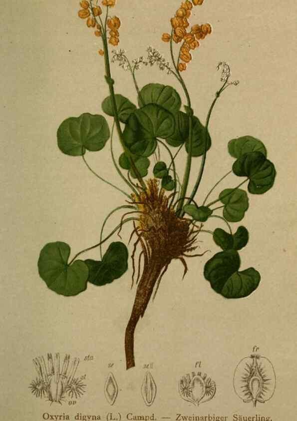 Reproducción/Reproduction 10424308495: Atlas der Alpenflora /. Wien :Eigenthum und Verlag des Deutschen und Oesterr. Alpenvereins,1882.
