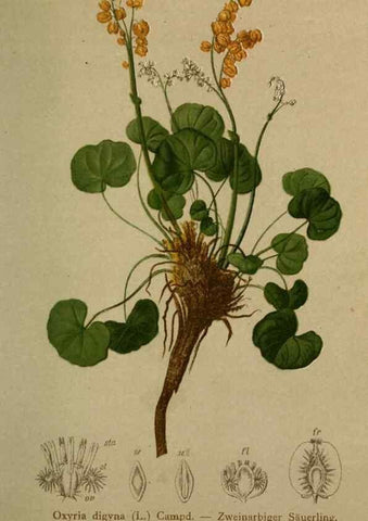 Reproducción/Reproduction 10424308495: Atlas der Alpenflora /. Wien :Eigenthum und Verlag des Deutschen und Oesterr. Alpenvereins,1882.