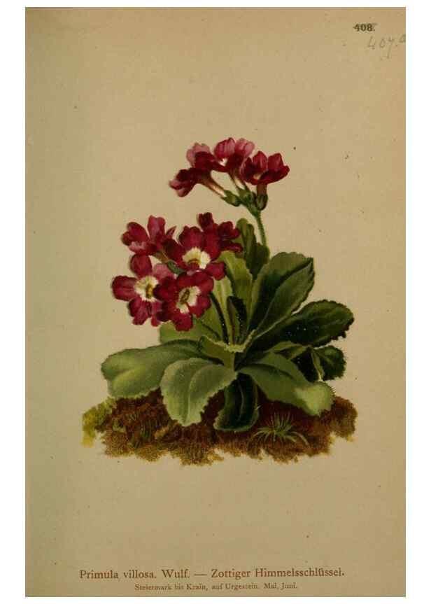 Reproducción/Reproduction 10424369563: Atlas der Alpenflora /. Wien :Eigenthum und Verlag des Deutschen und Oesterr. Alpenvereins,1882.