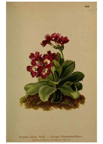 Reproducción/Reproduction 10424369563: Atlas der Alpenflora /. Wien :Eigenthum und Verlag des Deutschen und Oesterr. Alpenvereins,1882.