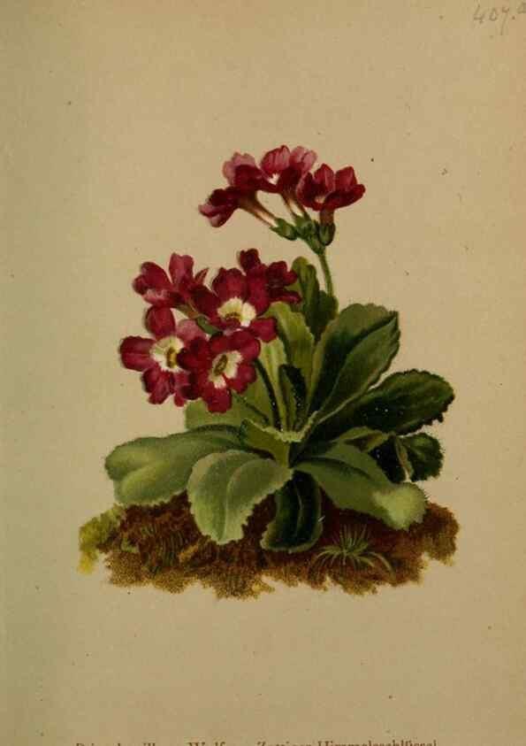 Reproducción/Reproduction 10424369563: Atlas der Alpenflora /. Wien :Eigenthum und Verlag des Deutschen und Oesterr. Alpenvereins,1882.