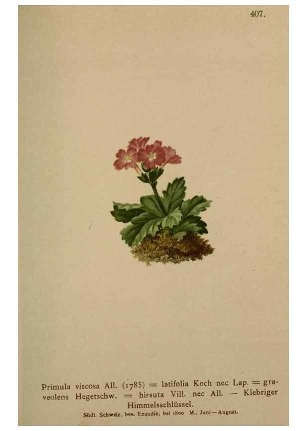 Reproducción/Reproduction 10424199584: Atlas der Alpenflora /. Wien :Eigenthum und Verlag des Deutschen und Oesterr. Alpenvereins,1882.