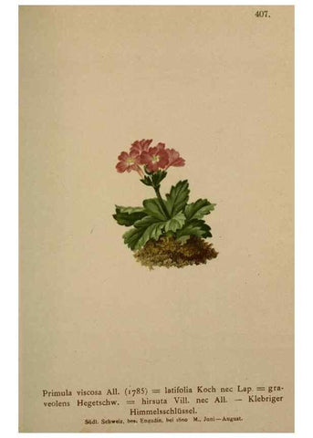 Reproducción/Reproduction 10424199584: Atlas der Alpenflora /. Wien :Eigenthum und Verlag des Deutschen und Oesterr. Alpenvereins,1882.