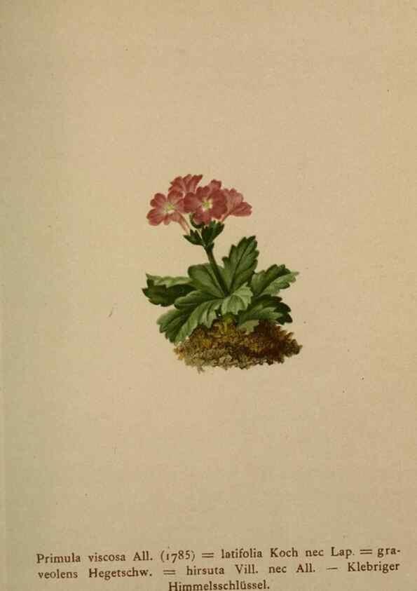 Reproducción/Reproduction 10424199584: Atlas der Alpenflora /. Wien :Eigenthum und Verlag des Deutschen und Oesterr. Alpenvereins,1882.