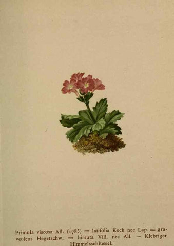 Reproducción/Reproduction 10424199584: Atlas der Alpenflora /. Wien :Eigenthum und Verlag des Deutschen und Oesterr. Alpenvereins,1882.