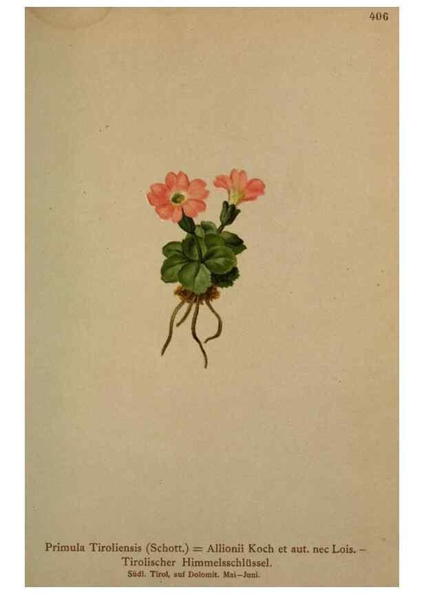 Reproducción/Reproduction 10424217276: Atlas der Alpenflora /. Wien :Eigenthum und Verlag des Deutschen und Oesterr. Alpenvereins,1882.
