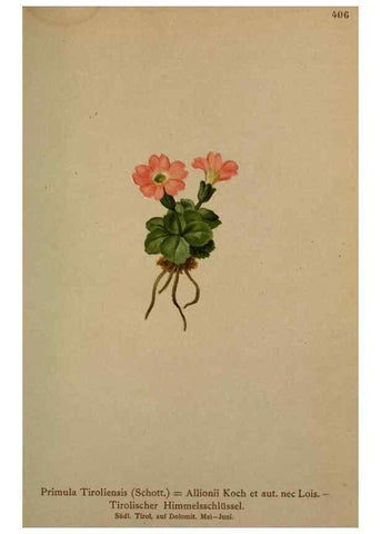 Reproducción/Reproduction 10424217276: Atlas der Alpenflora /. Wien :Eigenthum und Verlag des Deutschen und Oesterr. Alpenvereins,1882.