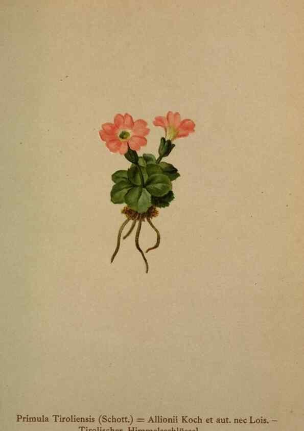 Reproducción/Reproduction 10424217276: Atlas der Alpenflora /. Wien :Eigenthum und Verlag des Deutschen und Oesterr. Alpenvereins,1882.