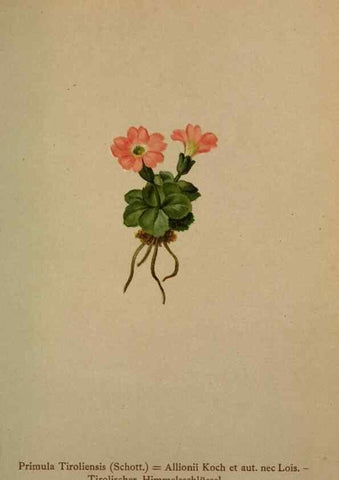 Reproducción/Reproduction 10424217276: Atlas der Alpenflora /. Wien :Eigenthum und Verlag des Deutschen und Oesterr. Alpenvereins,1882.