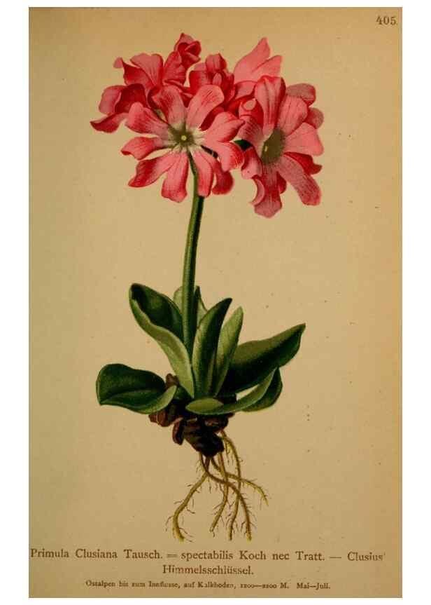 Reproducción/Reproduction 10424357203: Atlas der Alpenflora /. Wien :Eigenthum und Verlag des Deutschen und Oesterr. Alpenvereins,1882.