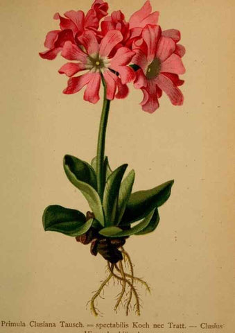 Reproducción/Reproduction 10424357203: Atlas der Alpenflora /. Wien :Eigenthum und Verlag des Deutschen und Oesterr. Alpenvereins,1882.