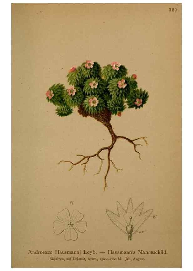Reproducción/Reproduction 10424115466: Atlas der Alpenflora /. Wien :Eigenthum und Verlag des Deutschen und Oesterr. Alpenvereins,1882.