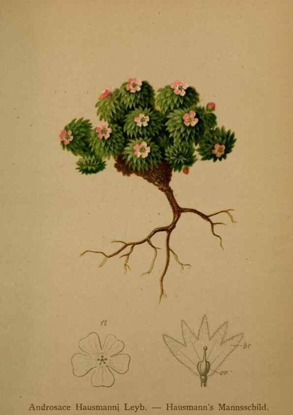 Reproducción/Reproduction 10424115466: Atlas der Alpenflora /. Wien :Eigenthum und Verlag des Deutschen und Oesterr. Alpenvereins,1882.