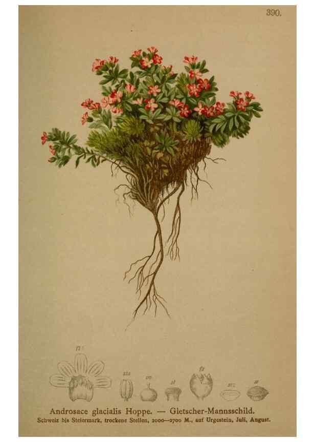 Reproducción/Reproduction 10424126005: Atlas der Alpenflora /. Wien :Eigenthum und Verlag des Deutschen und Oesterr. Alpenvereins,1882.