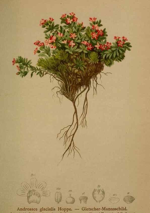 Reproducción/Reproduction 10424126005: Atlas der Alpenflora /. Wien :Eigenthum und Verlag des Deutschen und Oesterr. Alpenvereins,1882.