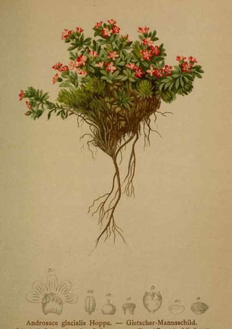 Reproducción/Reproduction 10424126005: Atlas der Alpenflora /. Wien :Eigenthum und Verlag des Deutschen und Oesterr. Alpenvereins,1882.
