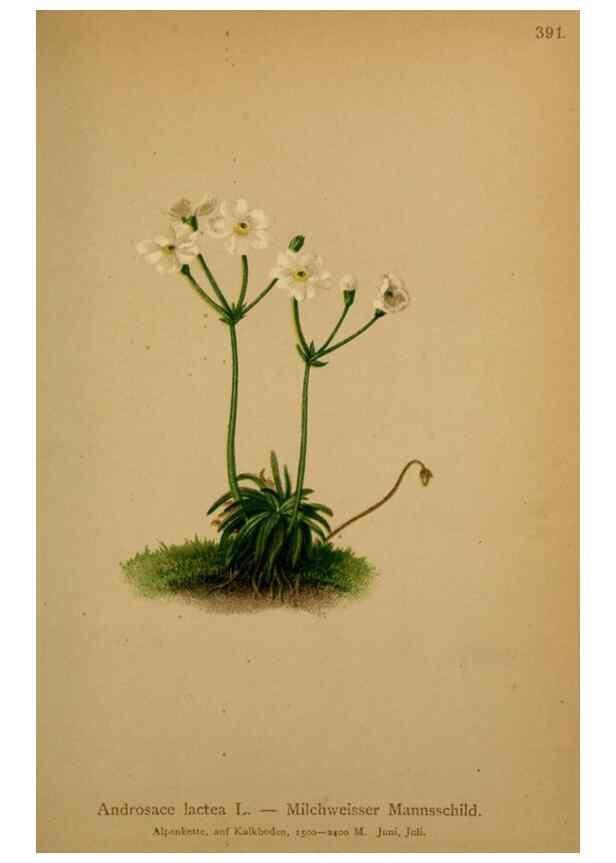 Reproducción/Reproduction 10424100004: Atlas der Alpenflora /. Wien :Eigenthum und Verlag des Deutschen und Oesterr. Alpenvereins,1882.