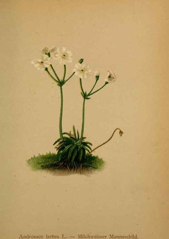 Reproducción/Reproduction 10424100004: Atlas der Alpenflora /. Wien :Eigenthum und Verlag des Deutschen und Oesterr. Alpenvereins,1882.