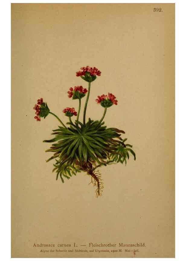 Reproducción/Reproduction 10424104324: Atlas der Alpenflora /. Wien :Eigenthum und Verlag des Deutschen und Oesterr. Alpenvereins,1882.