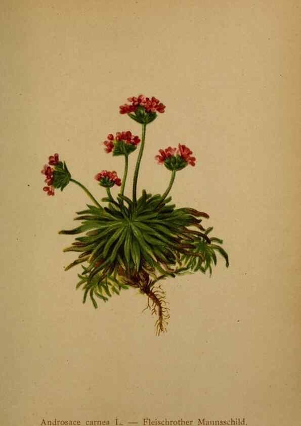 Reproducción/Reproduction 10424104324: Atlas der Alpenflora /. Wien :Eigenthum und Verlag des Deutschen und Oesterr. Alpenvereins,1882.