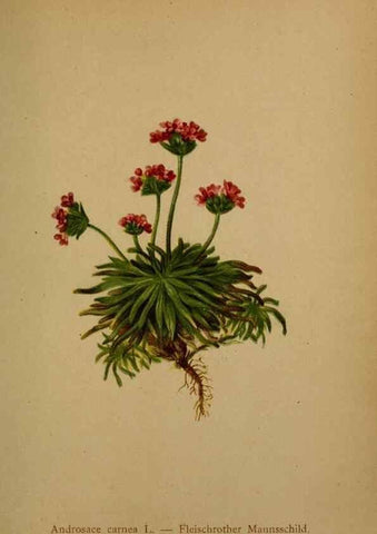 Reproducción/Reproduction 10424104324: Atlas der Alpenflora /. Wien :Eigenthum und Verlag des Deutschen und Oesterr. Alpenvereins,1882.