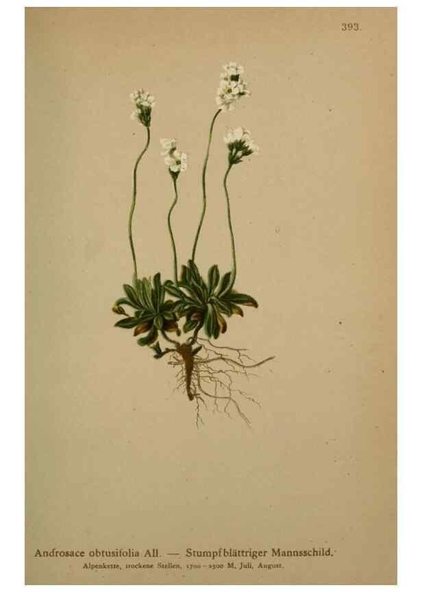Reproducción/Reproduction 10424299763: Atlas der Alpenflora /. Wien :Eigenthum und Verlag des Deutschen und Oesterr. Alpenvereins,1882.