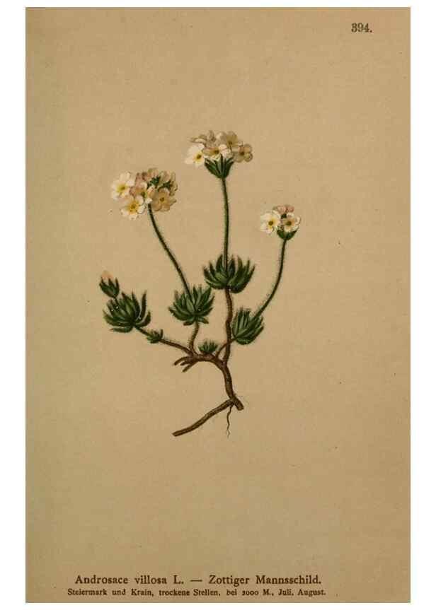 Reproducción/Reproduction 10424167805: Atlas der Alpenflora /. Wien :Eigenthum und Verlag des Deutschen und Oesterr. Alpenvereins,1882.