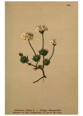 Reproducción/Reproduction 10424167805: Atlas der Alpenflora /. Wien :Eigenthum und Verlag des Deutschen und Oesterr. Alpenvereins,1882.