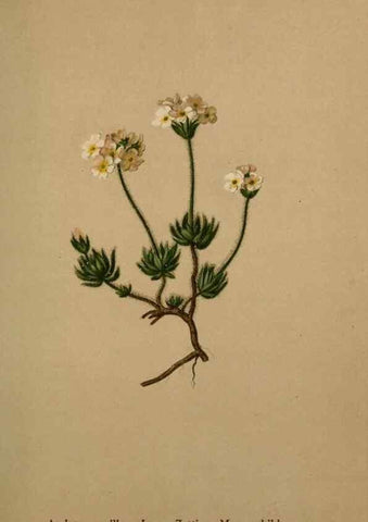 Reproducción/Reproduction 10424167805: Atlas der Alpenflora /. Wien :Eigenthum und Verlag des Deutschen und Oesterr. Alpenvereins,1882.