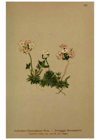 Reproducción/Reproduction 10424172125: Atlas der Alpenflora /. Wien :Eigenthum und Verlag des Deutschen und Oesterr. Alpenvereins,1882.