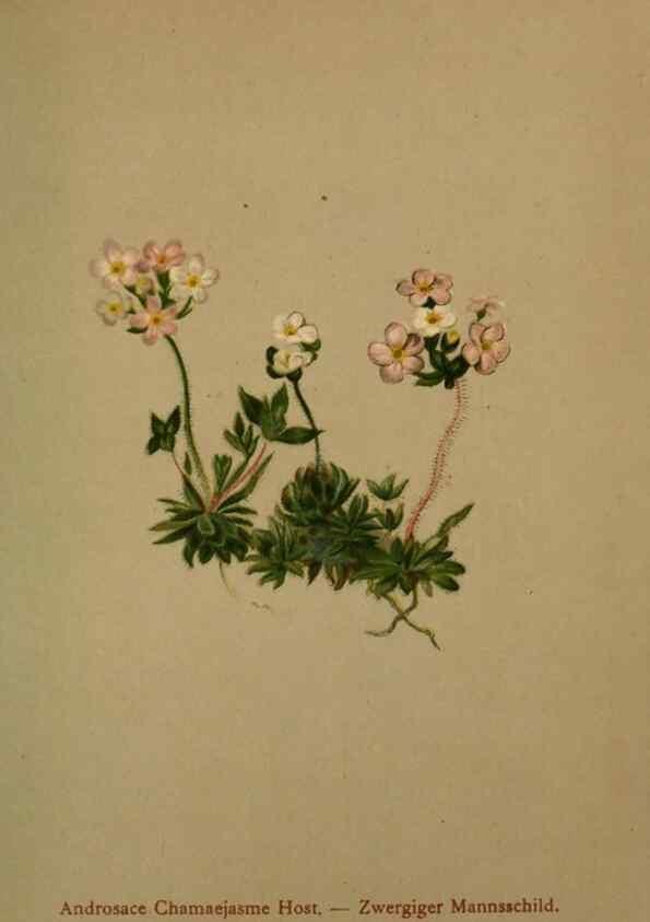 Reproducción/Reproduction 10424172125: Atlas der Alpenflora /. Wien :Eigenthum und Verlag des Deutschen und Oesterr. Alpenvereins,1882.