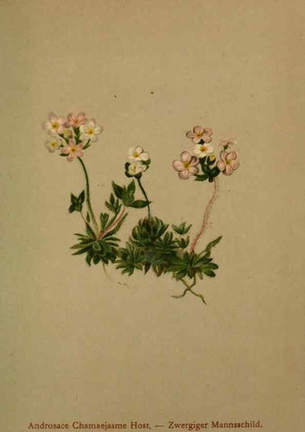 Reproducción/Reproduction 10424172125: Atlas der Alpenflora /. Wien :Eigenthum und Verlag des Deutschen und Oesterr. Alpenvereins,1882.