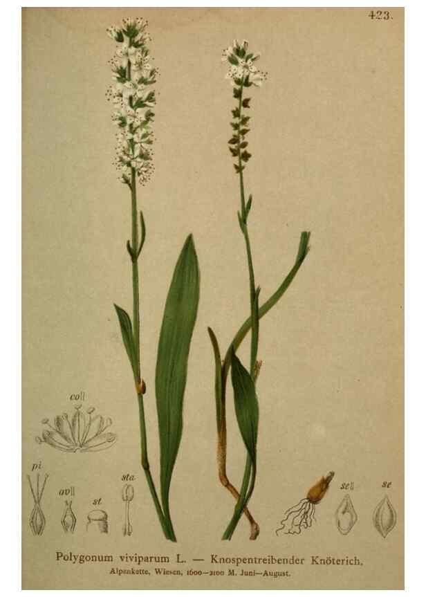 Reproducción/Reproduction 10424310855: Atlas der Alpenflora /. Wien :Eigenthum und Verlag des Deutschen und Oesterr. Alpenvereins,1882.