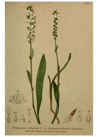 Reproducción/Reproduction 10424310855: Atlas der Alpenflora /. Wien :Eigenthum und Verlag des Deutschen und Oesterr. Alpenvereins,1882.