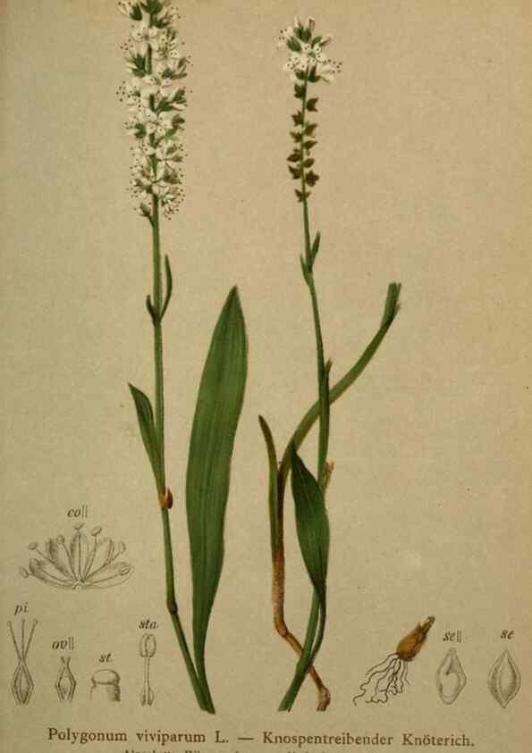 Reproducción/Reproduction 10424310855: Atlas der Alpenflora /. Wien :Eigenthum und Verlag des Deutschen und Oesterr. Alpenvereins,1882.