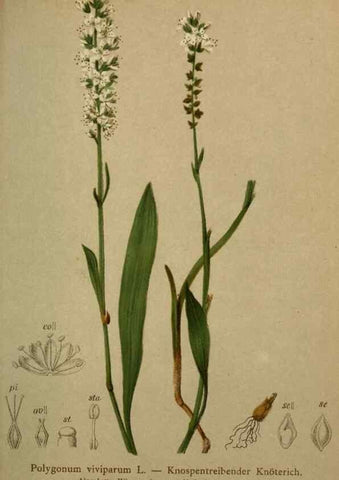 Reproducción/Reproduction 10424310855: Atlas der Alpenflora /. Wien :Eigenthum und Verlag des Deutschen und Oesterr. Alpenvereins,1882.