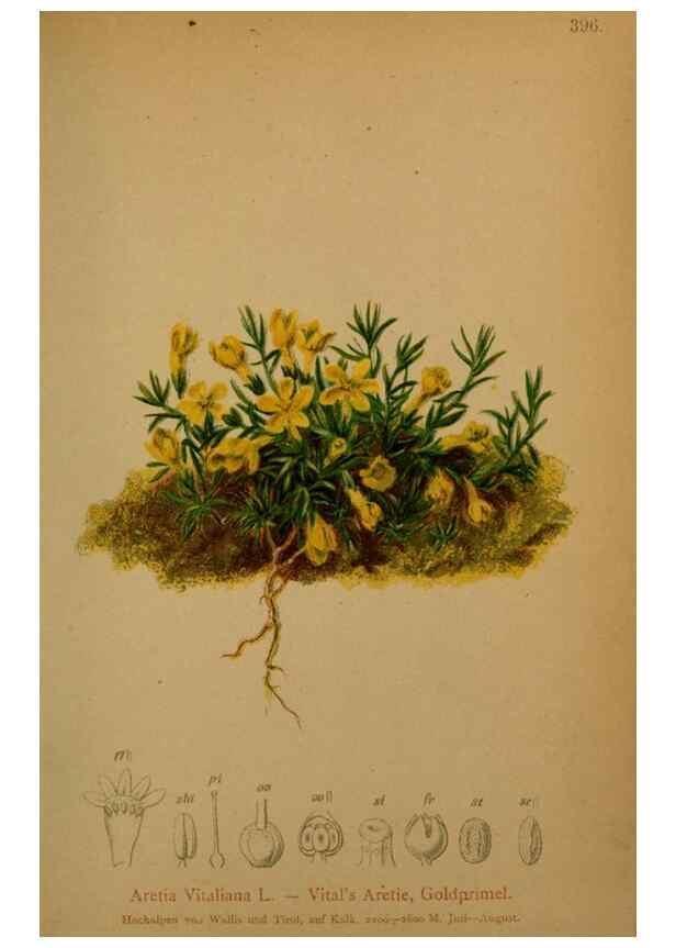 Reproducción/Reproduction 10424147754: Atlas der Alpenflora /. Wien :Eigenthum und Verlag des Deutschen und Oesterr. Alpenvereins,1882.