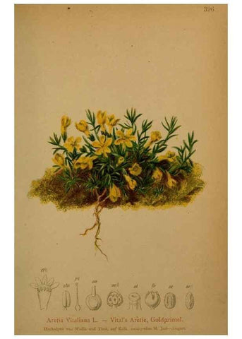 Reproducción/Reproduction 10424147754: Atlas der Alpenflora /. Wien :Eigenthum und Verlag des Deutschen und Oesterr. Alpenvereins,1882.