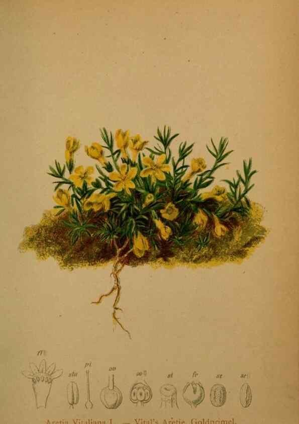 Reproducción/Reproduction 10424147754: Atlas der Alpenflora /. Wien :Eigenthum und Verlag des Deutschen und Oesterr. Alpenvereins,1882.