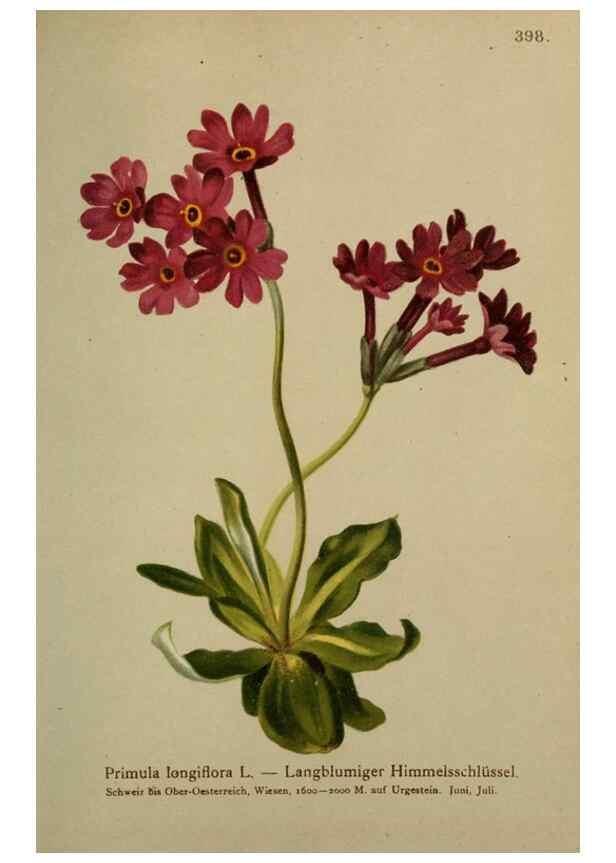 Reproducción/Reproduction 10424155224: Atlas der Alpenflora /. Wien :Eigenthum und Verlag des Deutschen und Oesterr. Alpenvereins,1882.
