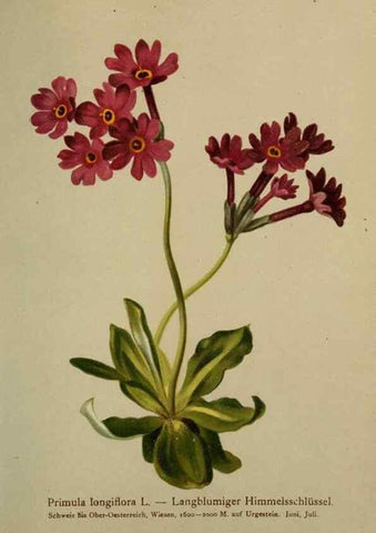 Reproducción/Reproduction 10424155224: Atlas der Alpenflora /. Wien :Eigenthum und Verlag des Deutschen und Oesterr. Alpenvereins,1882.