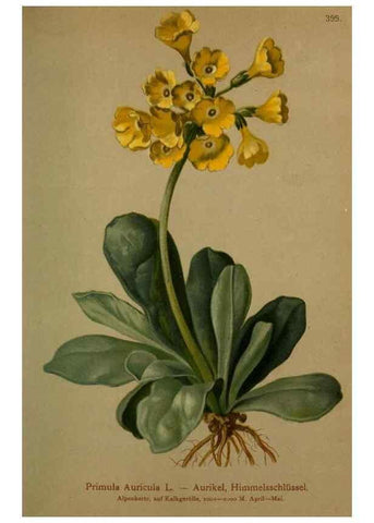 Reproducción/Reproduction 10424184776: Atlas der Alpenflora /. Wien :Eigenthum und Verlag des Deutschen und Oesterr. Alpenvereins,1882.