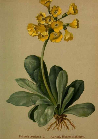 Reproducción/Reproduction 10424184776: Atlas der Alpenflora /. Wien :Eigenthum und Verlag des Deutschen und Oesterr. Alpenvereins,1882.
