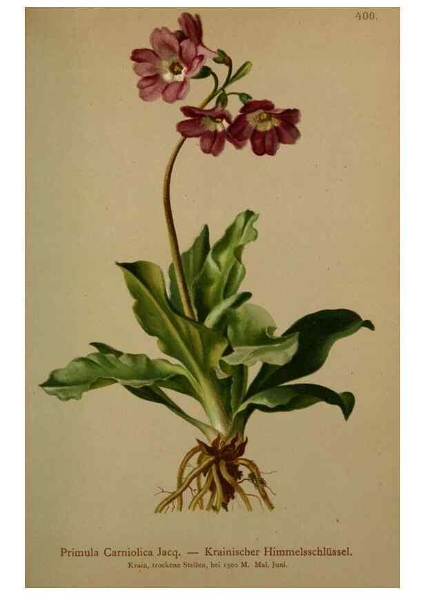Reproducción/Reproduction 10424333863: Atlas der Alpenflora /. Wien :Eigenthum und Verlag des Deutschen und Oesterr. Alpenvereins,1882.
