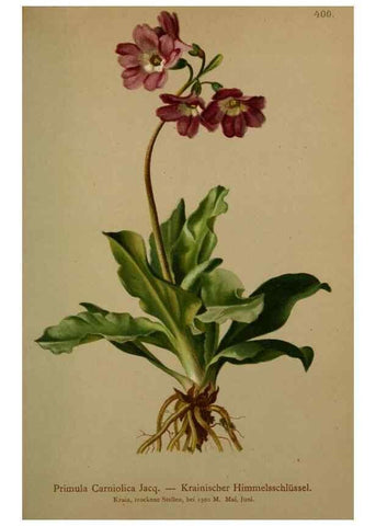 Reproducción/Reproduction 10424333863: Atlas der Alpenflora /. Wien :Eigenthum und Verlag des Deutschen und Oesterr. Alpenvereins,1882.