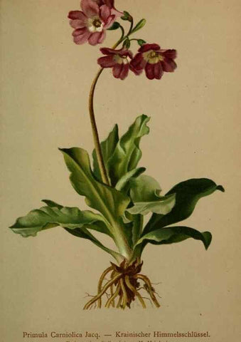 Reproducción/Reproduction 10424333863: Atlas der Alpenflora /. Wien :Eigenthum und Verlag des Deutschen und Oesterr. Alpenvereins,1882.