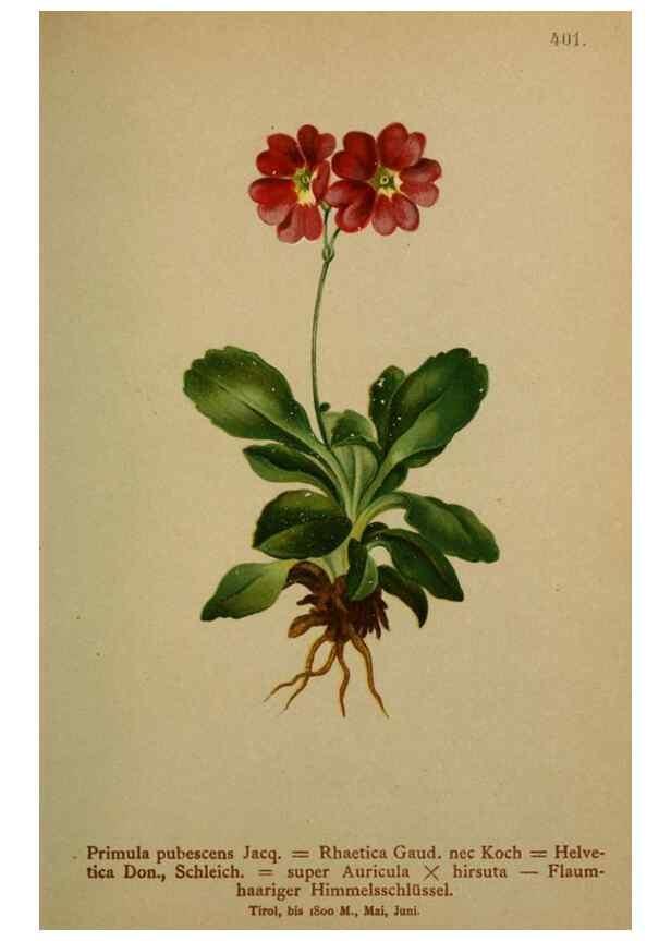 Reproducción/Reproduction 10424202085: Atlas der Alpenflora /. Wien :Eigenthum und Verlag des Deutschen und Oesterr. Alpenvereins,1882.