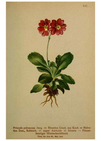Reproducción/Reproduction 10424202085: Atlas der Alpenflora /. Wien :Eigenthum und Verlag des Deutschen und Oesterr. Alpenvereins,1882.